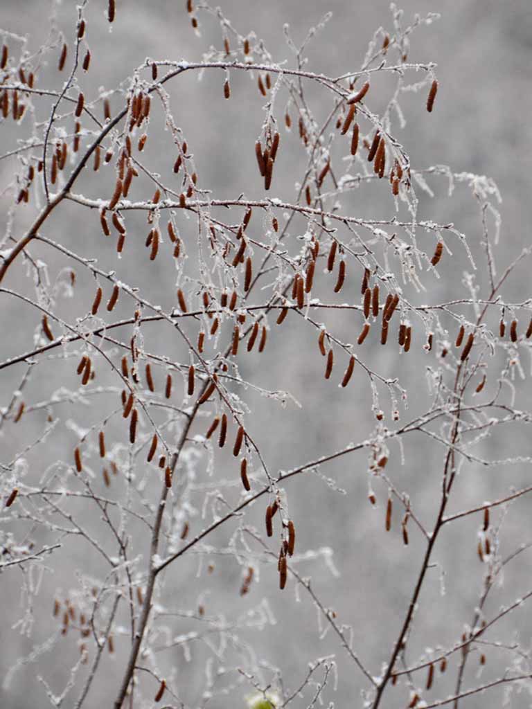 Foto Matisorii mesteacanului (c) Lucian Petru Goja